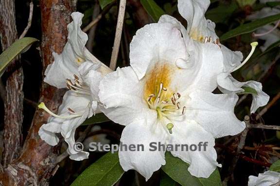 rhododendron johnstoneanum subsection maddenia 1 graphic